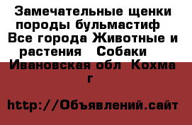 Замечательные щенки породы бульмастиф - Все города Животные и растения » Собаки   . Ивановская обл.,Кохма г.